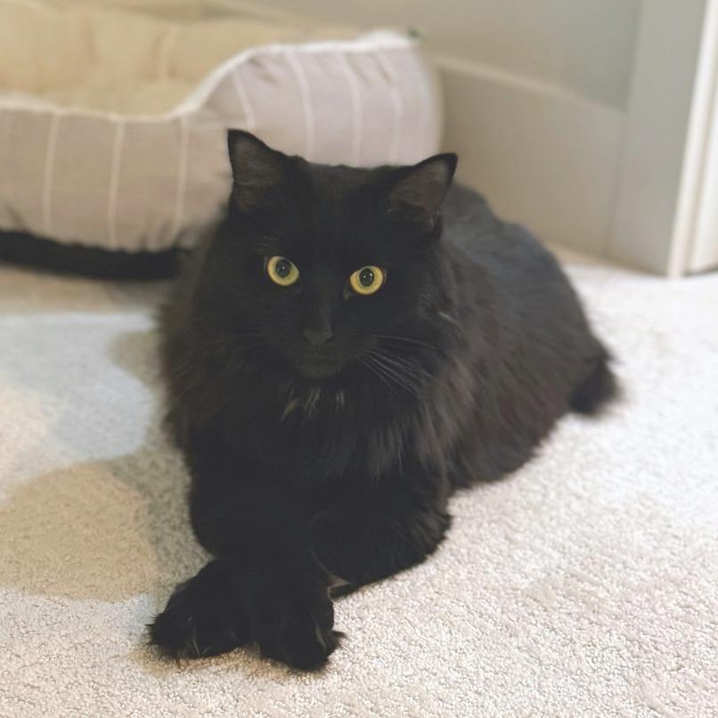 Nisha, Adoptable, Adult Female Domestic Long Hair.