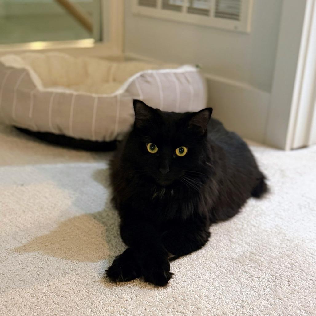 Enlarge Nisha, a Adoptable Domestic Long Hair in Chapel Hill, NC image 1/2