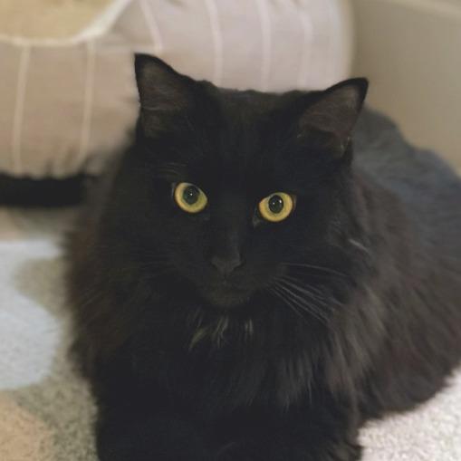 Nisha, a Adoptable Domestic Long Hair in Chapel Hill, NC image 2/2