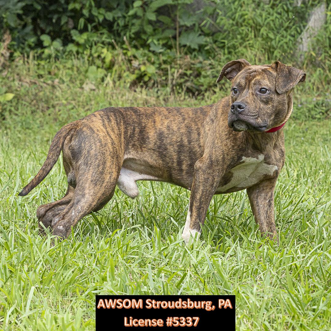Sire, Young Male unknown