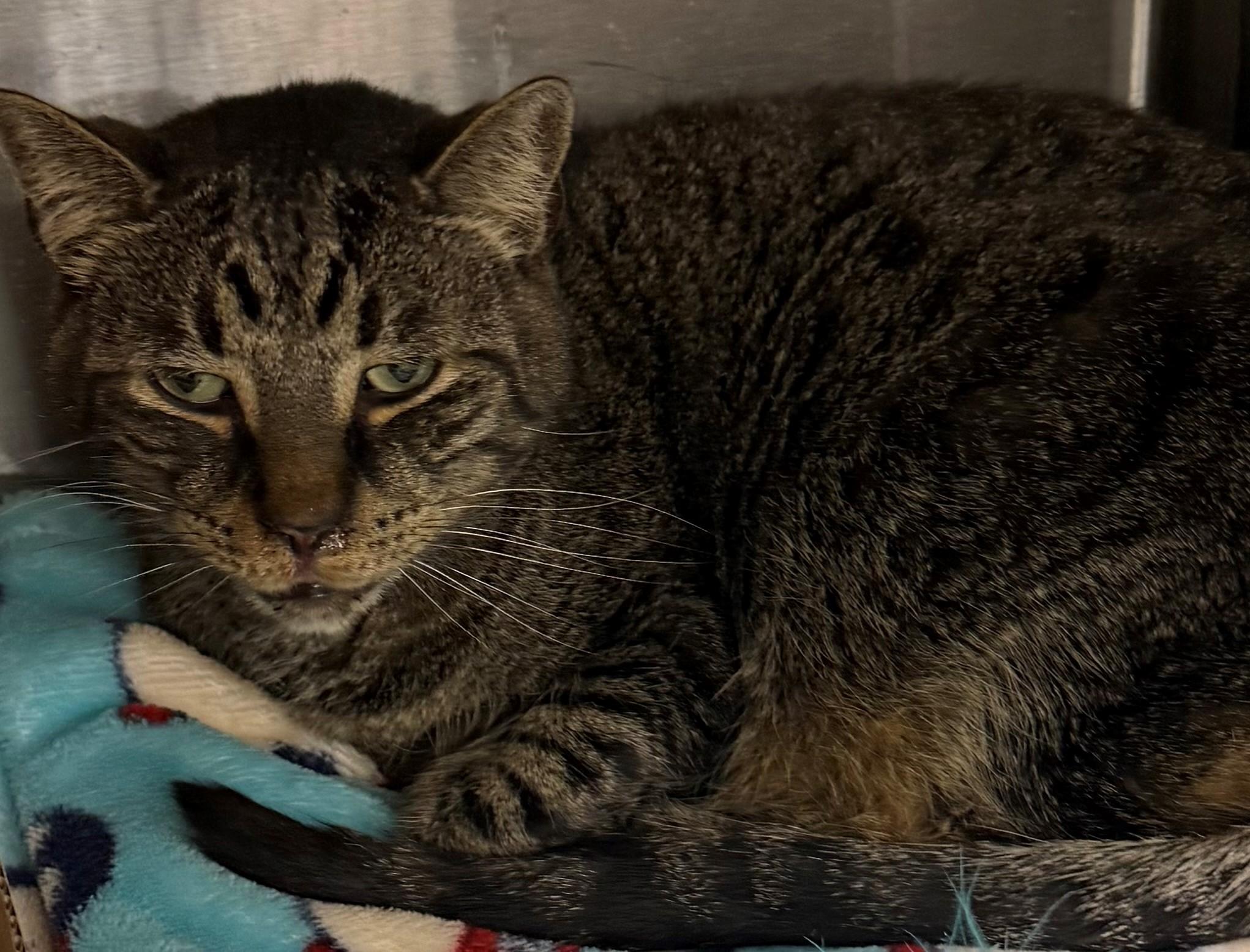 Enlarge Barry, a ADOPTABLE Domestic Short Hair in Edison, NJ image 1/1