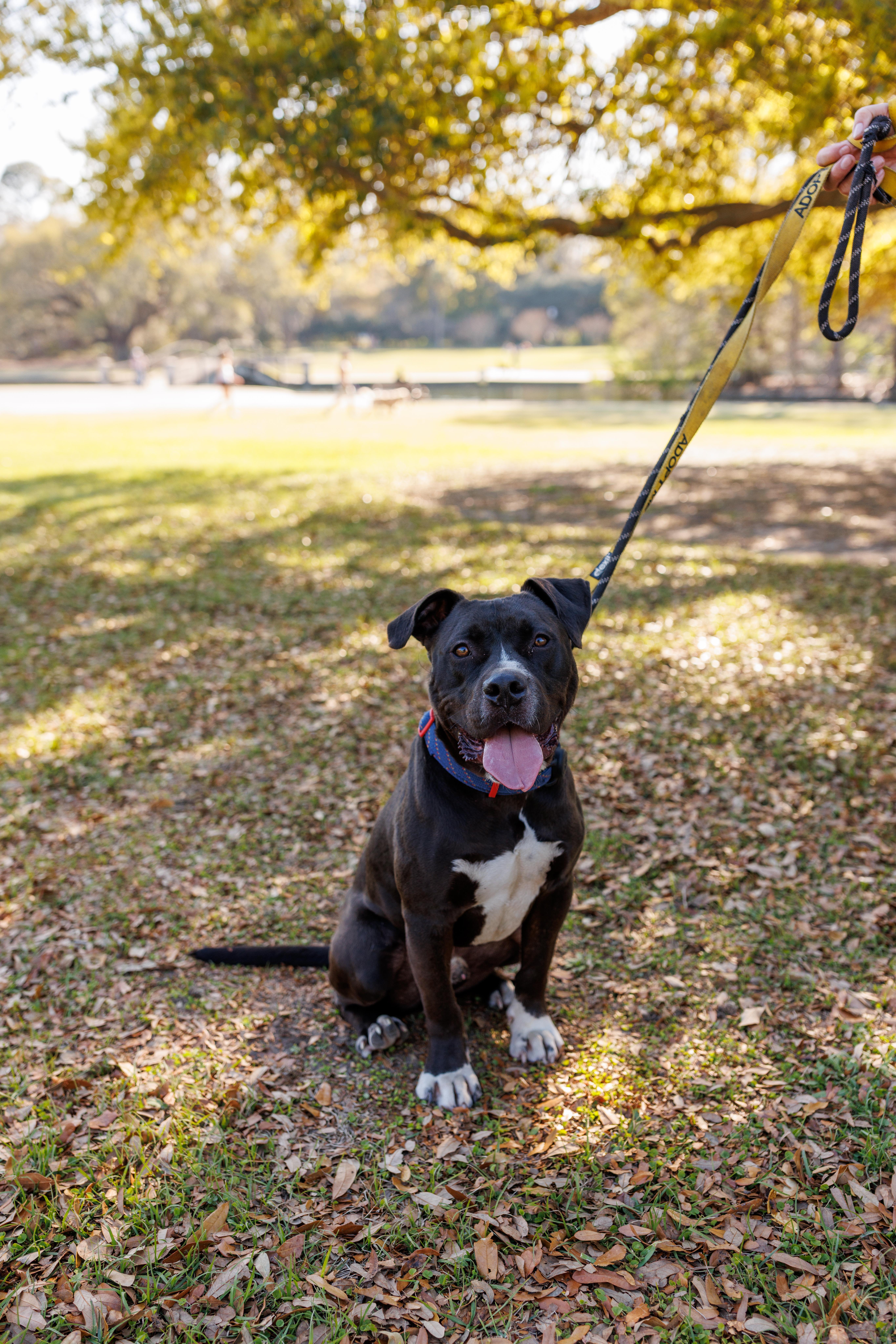 Rick, a Adoptable Mixed Breed in charleston, SC image 1/3