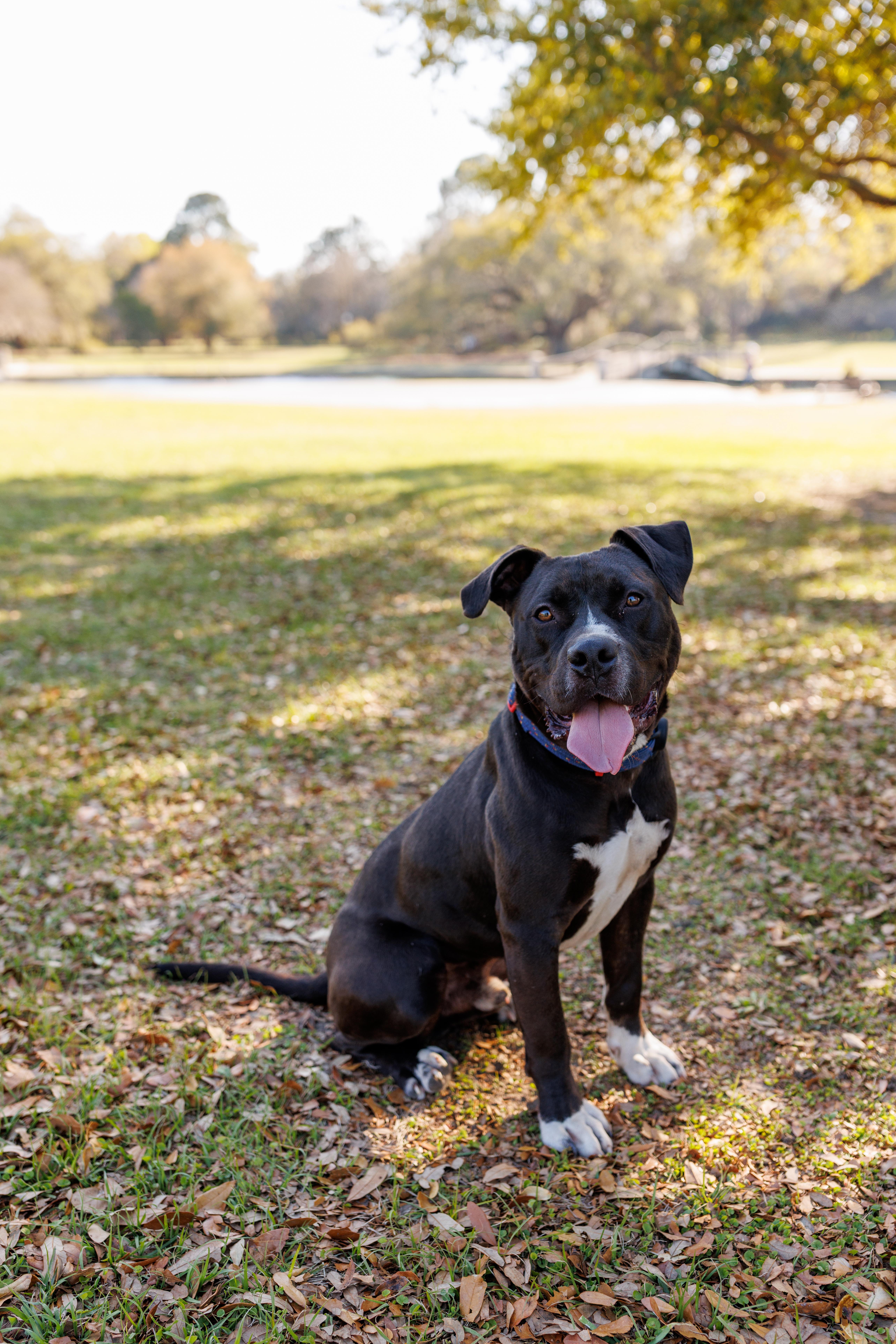 Rick, a Adoptable Mixed Breed in charleston, SC image 2/3