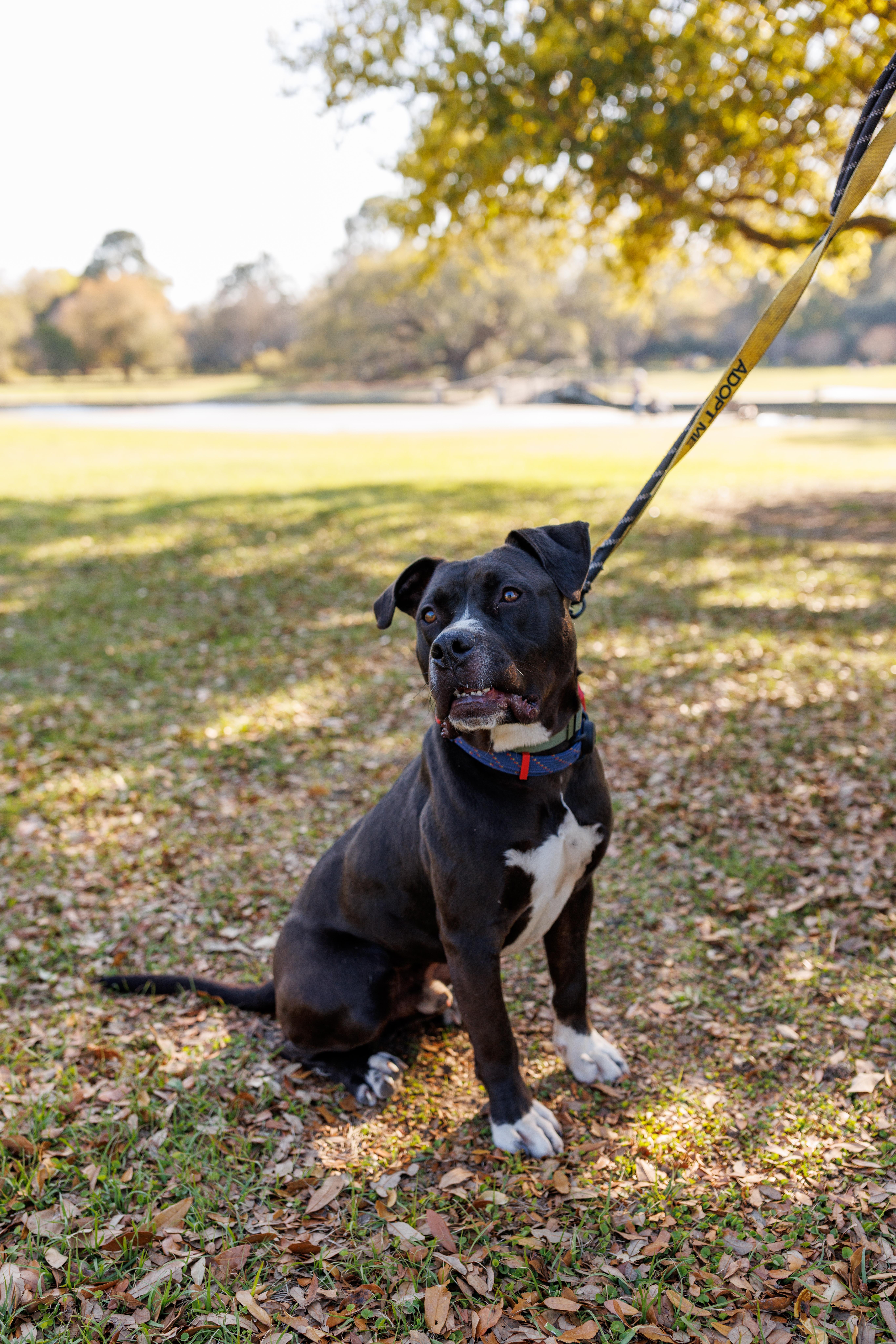 Rick, a Adoptable Mixed Breed in charleston, SC image 3/3