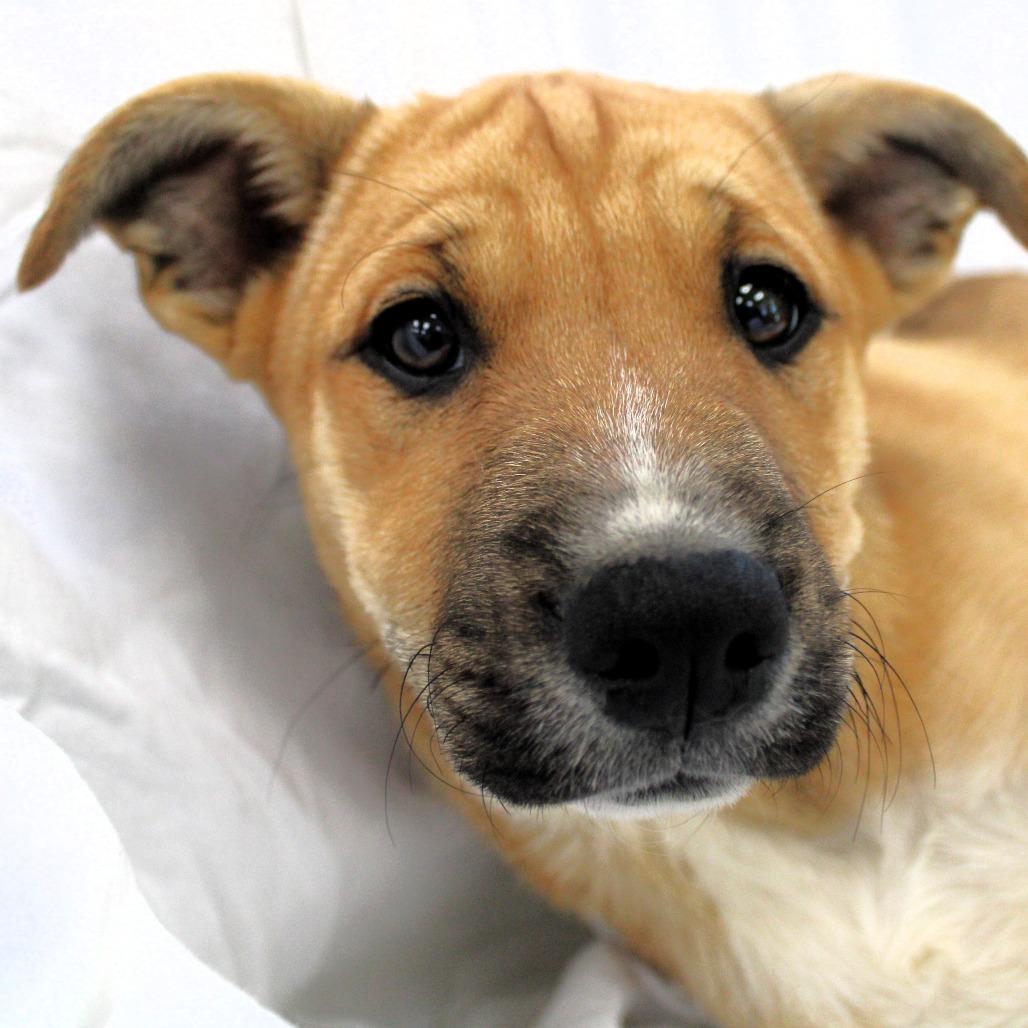 Halo, a Adoptable Husky in Michigan City, IN image 1/6