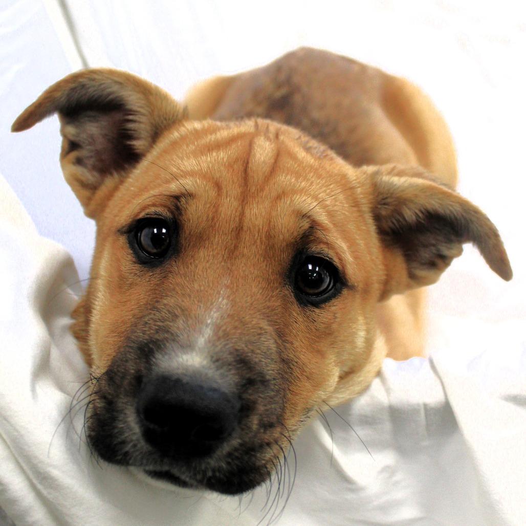 Halo, a Adoptable Husky in Michigan City, IN image 2/6