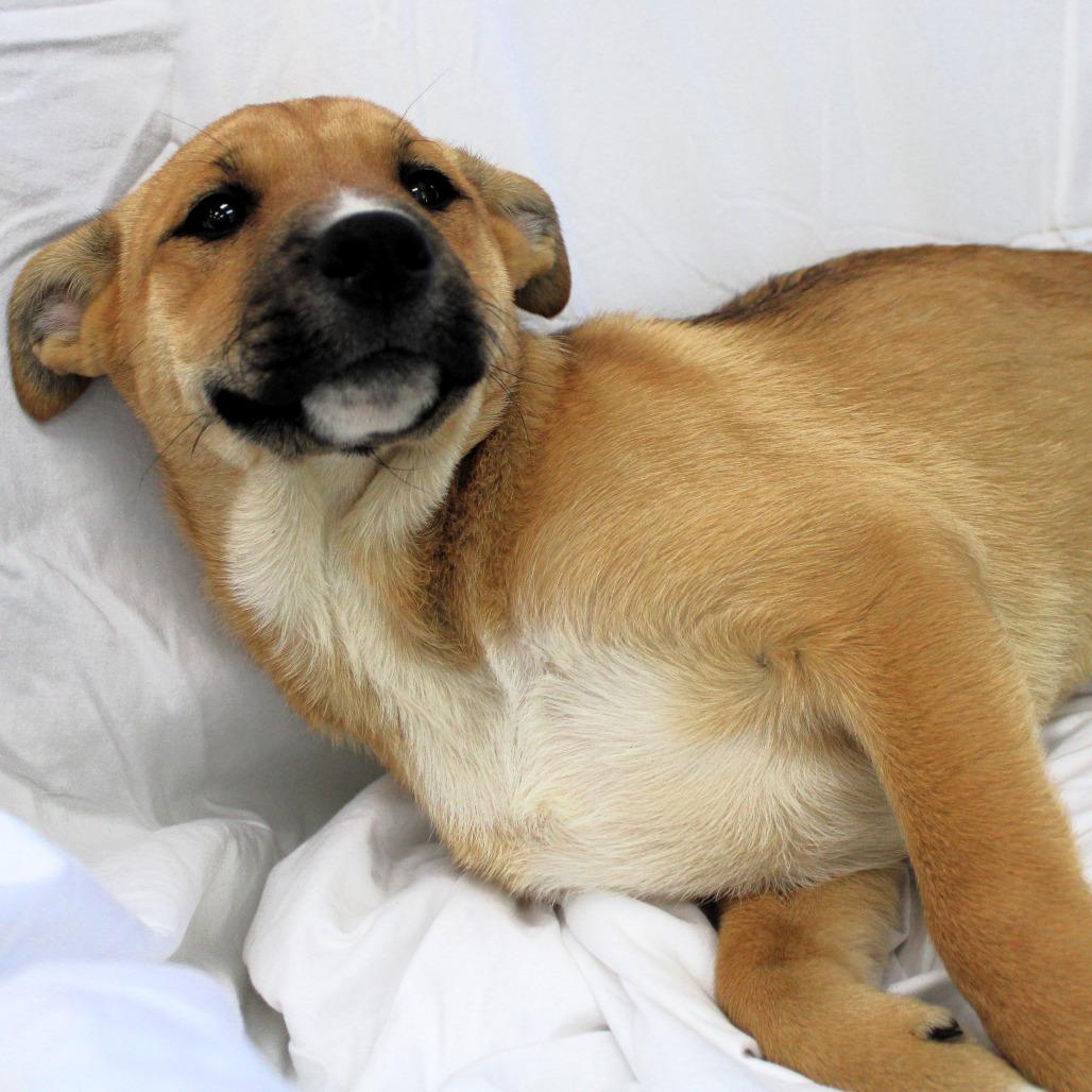 Halo, a Adoptable Husky in Michigan City, IN image 3/6