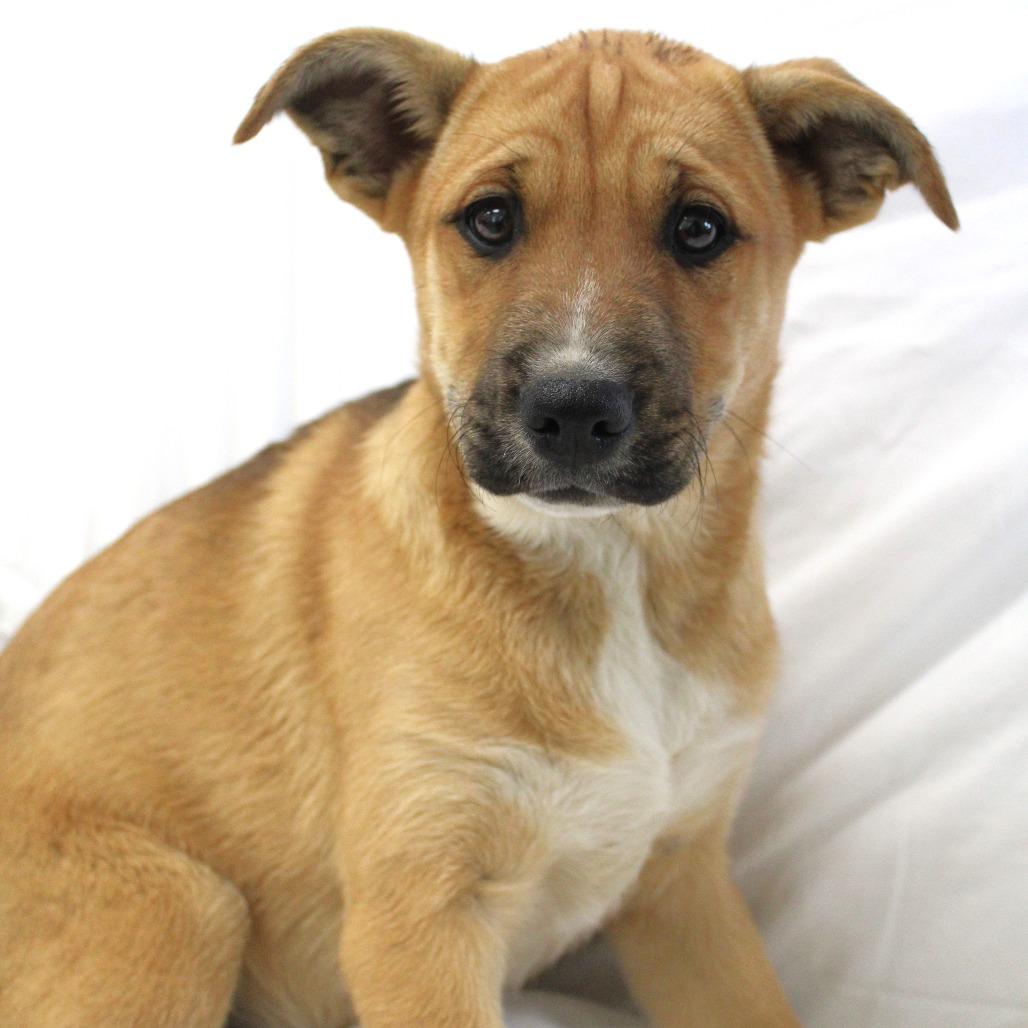 Halo, a Adoptable Husky in Michigan City, IN image 4/6