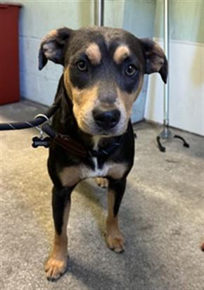 BRENDI, Adoptable, Young Female Terrier & Mixed Breed.