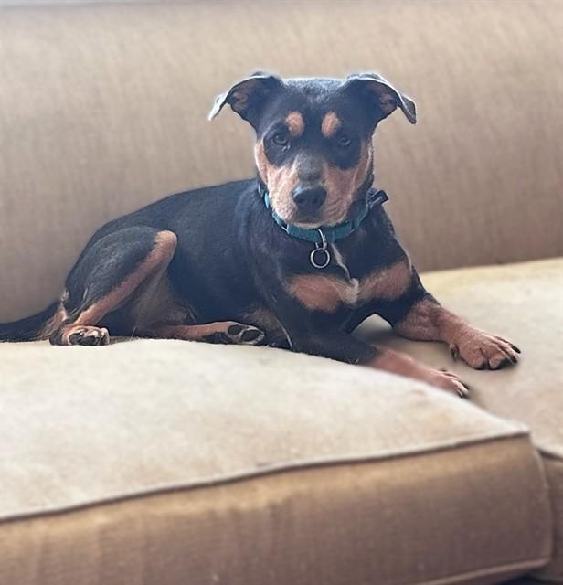 RUE, Adoptable, Young Female Terrier & Mixed Breed.