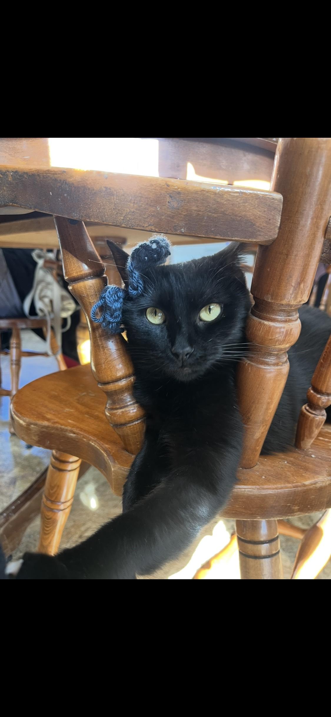 Enlarge Jiji, a ADOPTABLE Domestic Short Hair in Oberlin, OH image 2/5