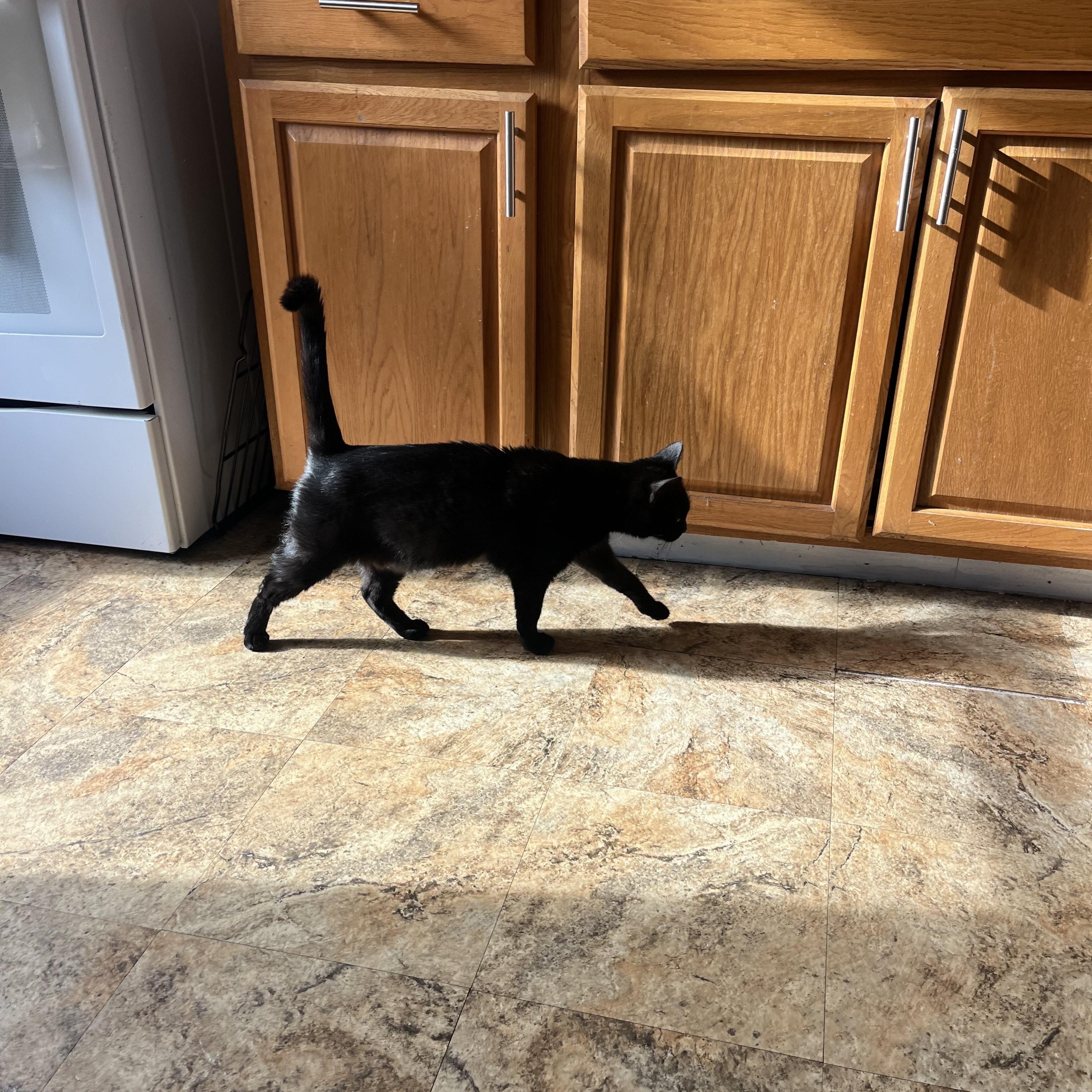 Enlarge Jiji, a ADOPTABLE Domestic Short Hair in Oberlin, OH image 5/5