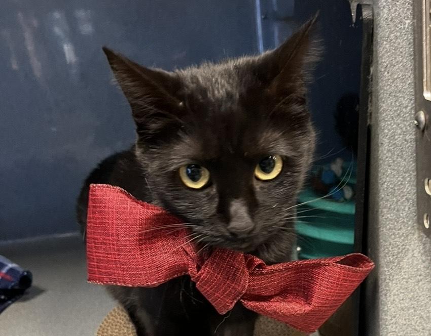 Enlarge Jiji, a ADOPTABLE Domestic Short Hair in Oberlin, OH image 1/5