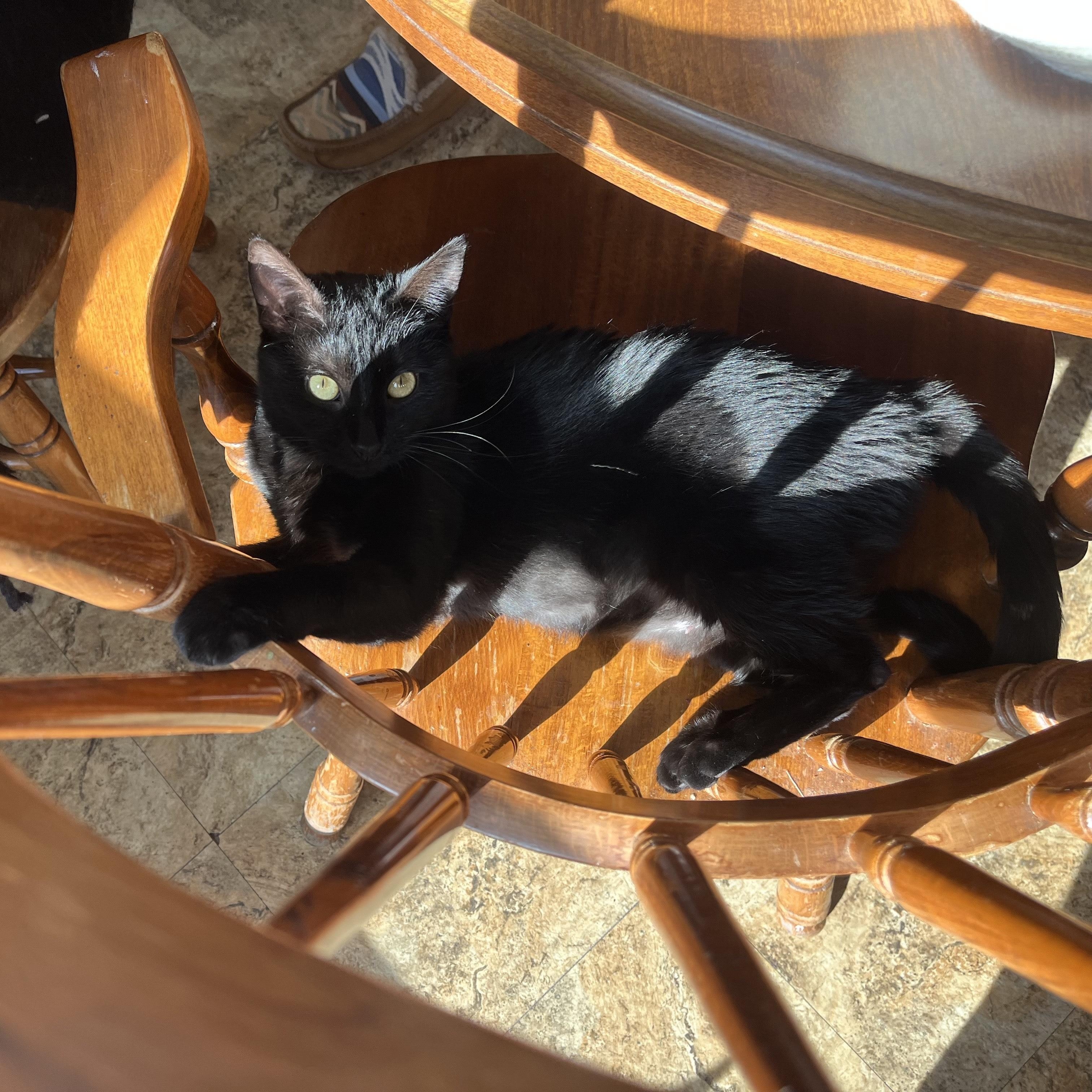 Enlarge Jiji, a ADOPTABLE Domestic Short Hair in Oberlin, OH image 3/5