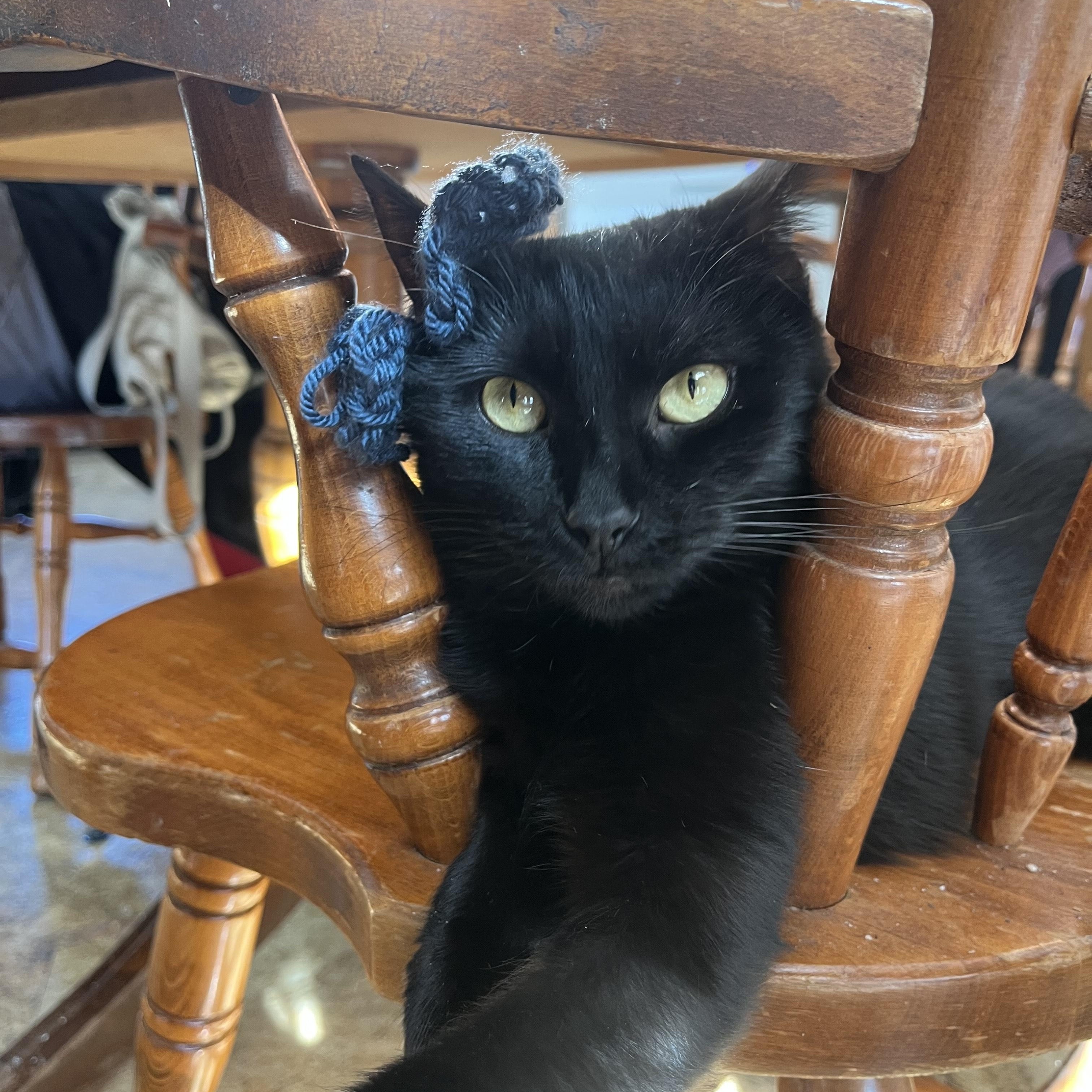 Enlarge Jiji, a ADOPTABLE Domestic Short Hair in Oberlin, OH image 4/5