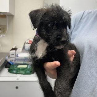 Enlarge Luke, an adopted Mixed Breed in Worcester, MA image 1/1