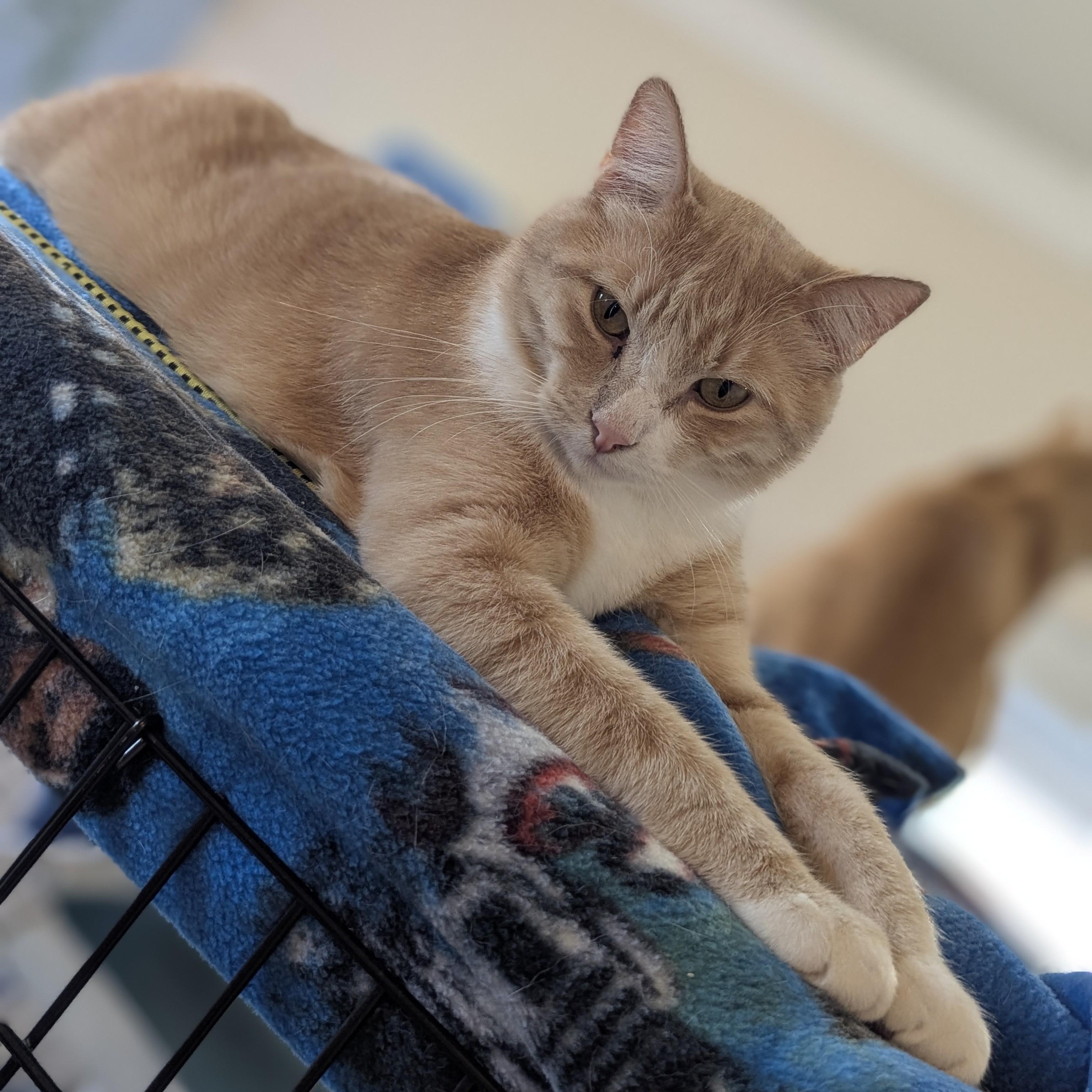 Enlarge BUDDY, a Adoptable Domestic Short Hair in La Crescent, MN image 3/6
