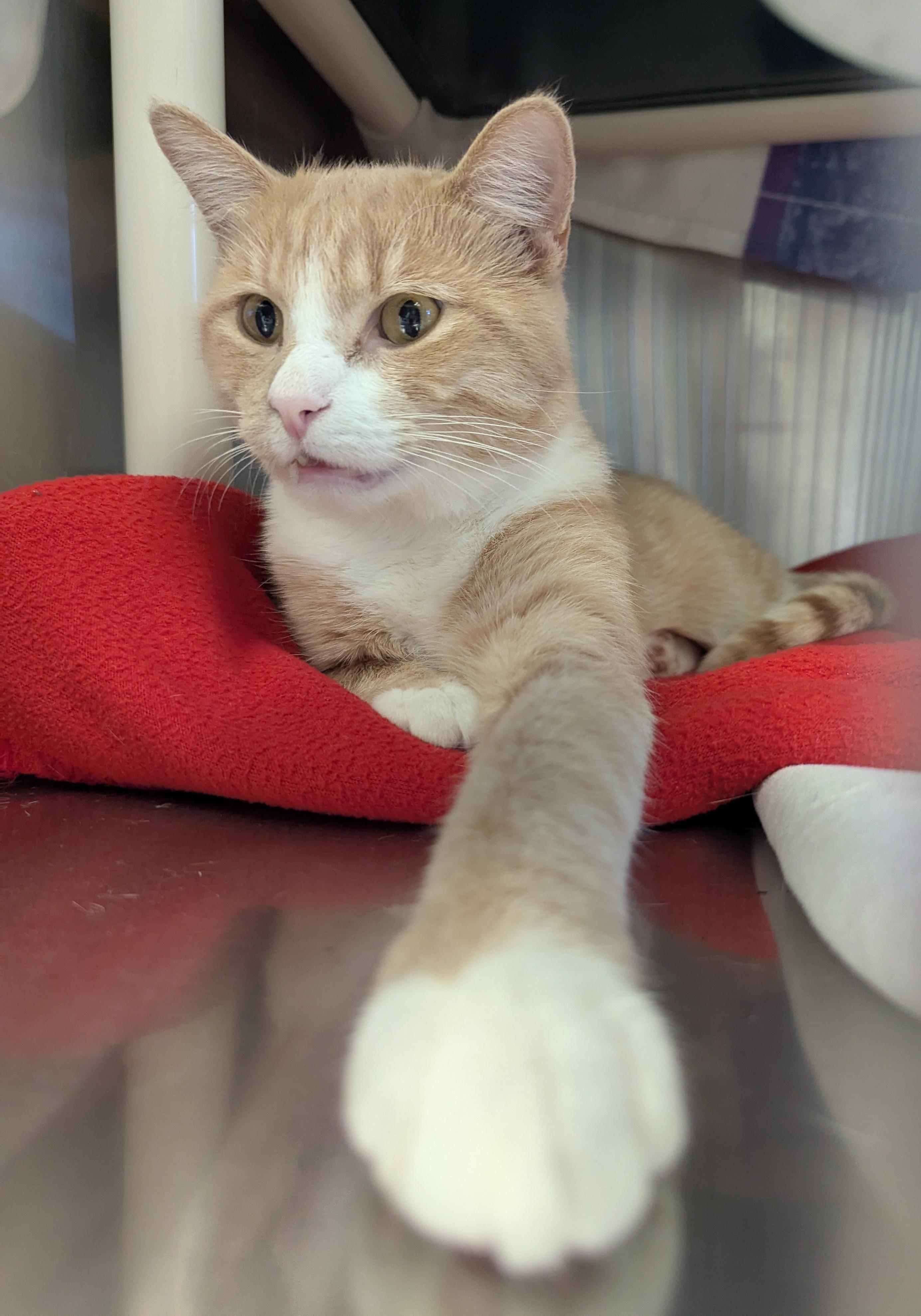 Enlarge BUDDY, a Adoptable Domestic Short Hair in La Crescent, MN image 5/6
