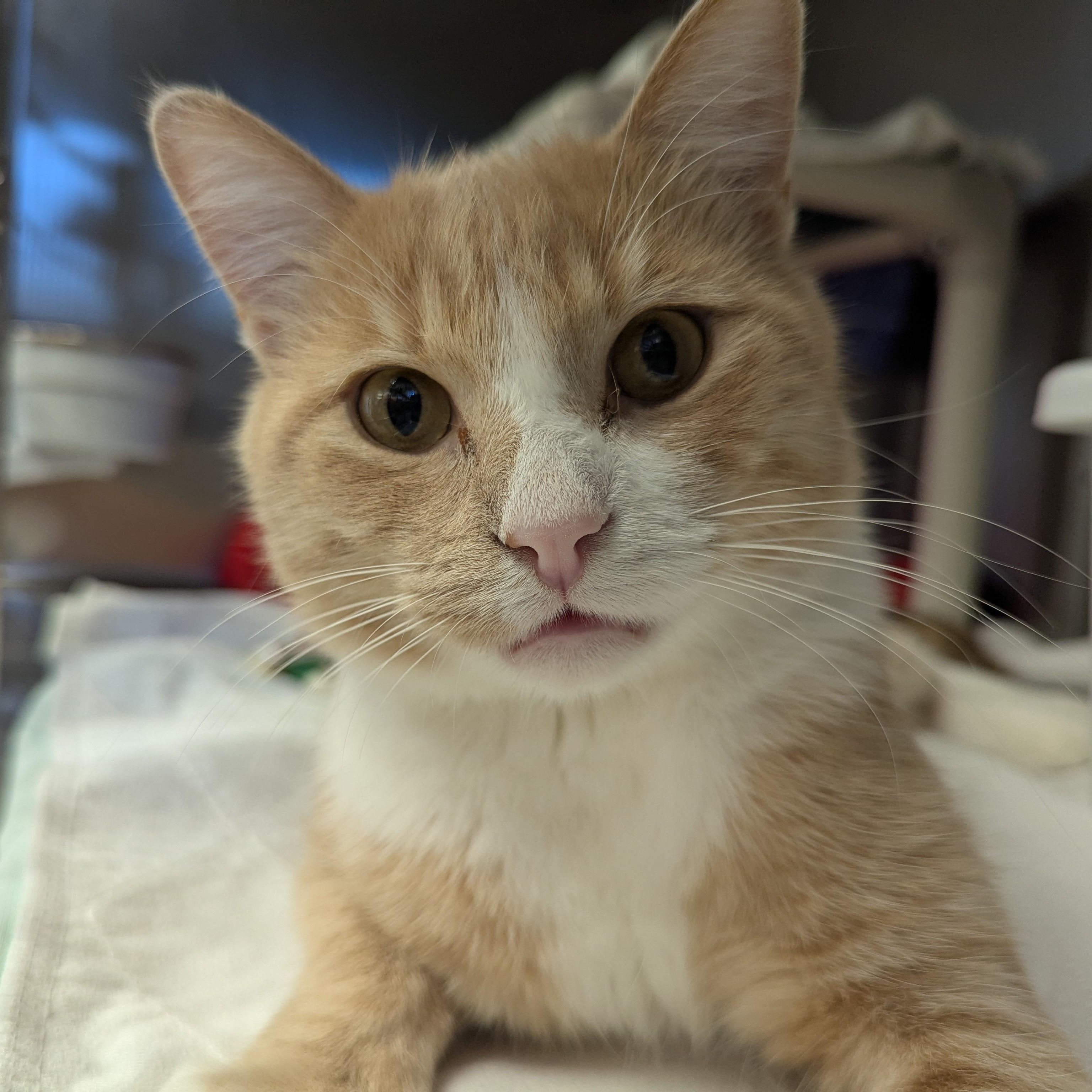 BUDDY, Adoptable, Adult Male Domestic Short Hair.