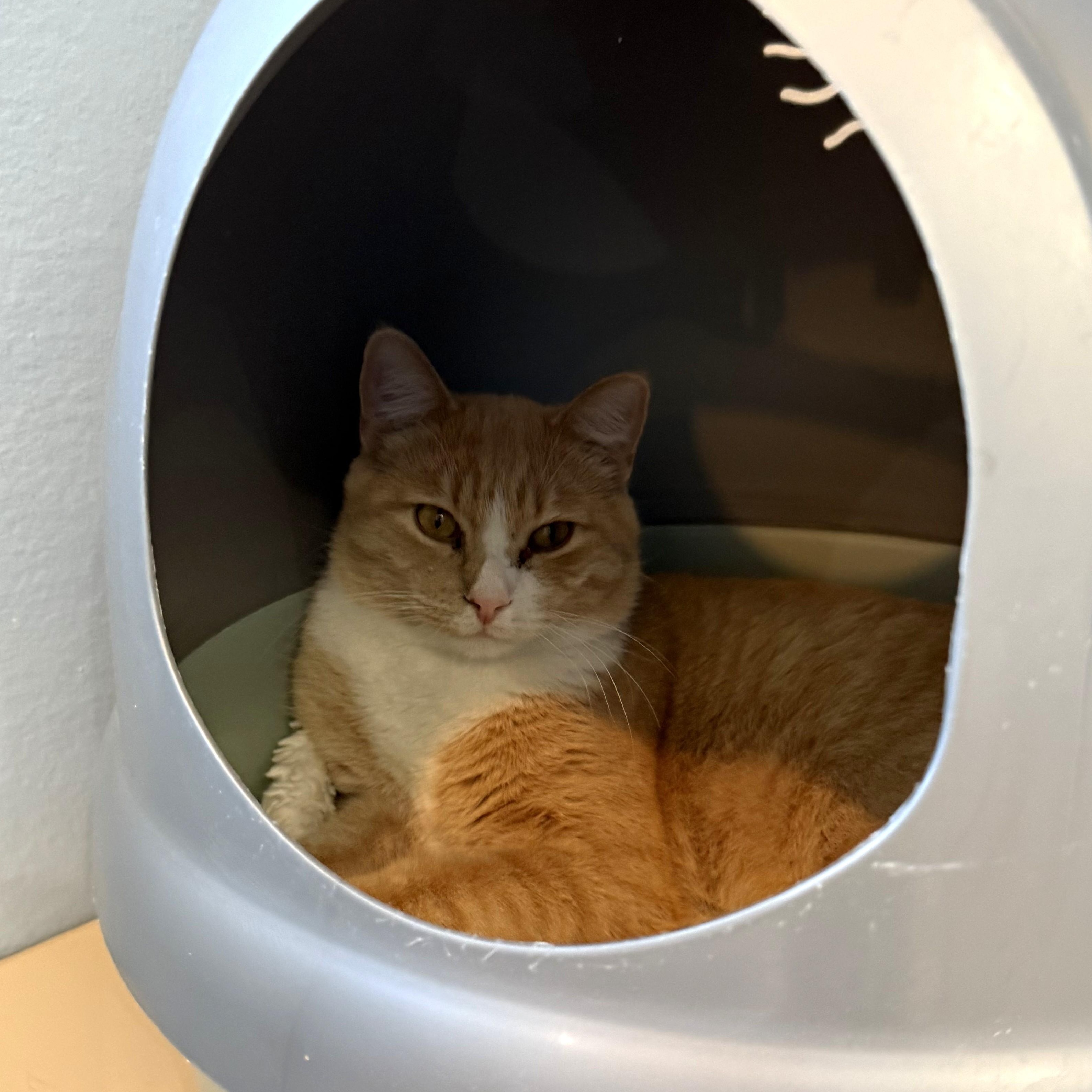 Enlarge BUDDY, a Adoptable Domestic Short Hair in La Crescent, MN image 6/6