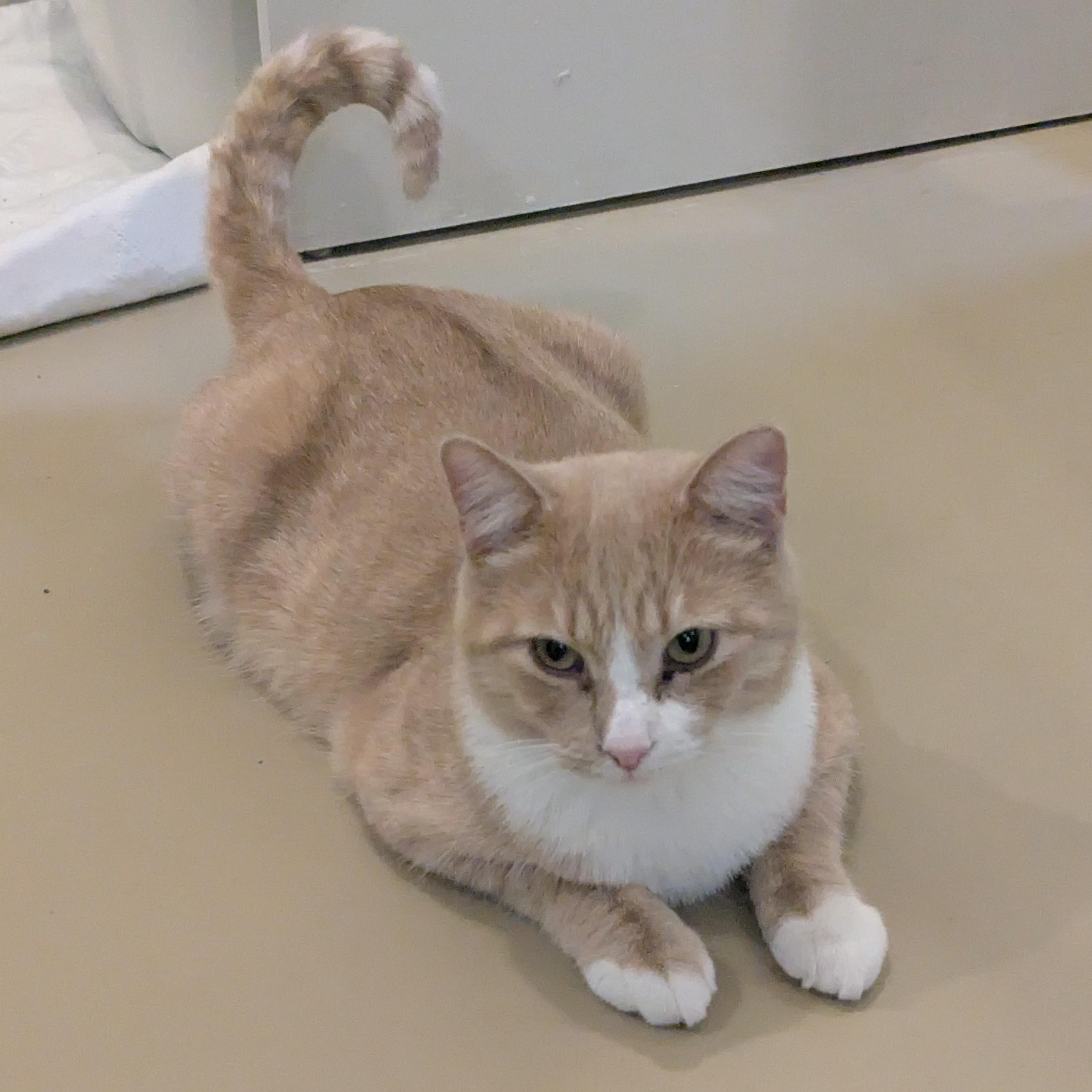 Enlarge BUDDY, a Adoptable Domestic Short Hair in La Crescent, MN image 4/6