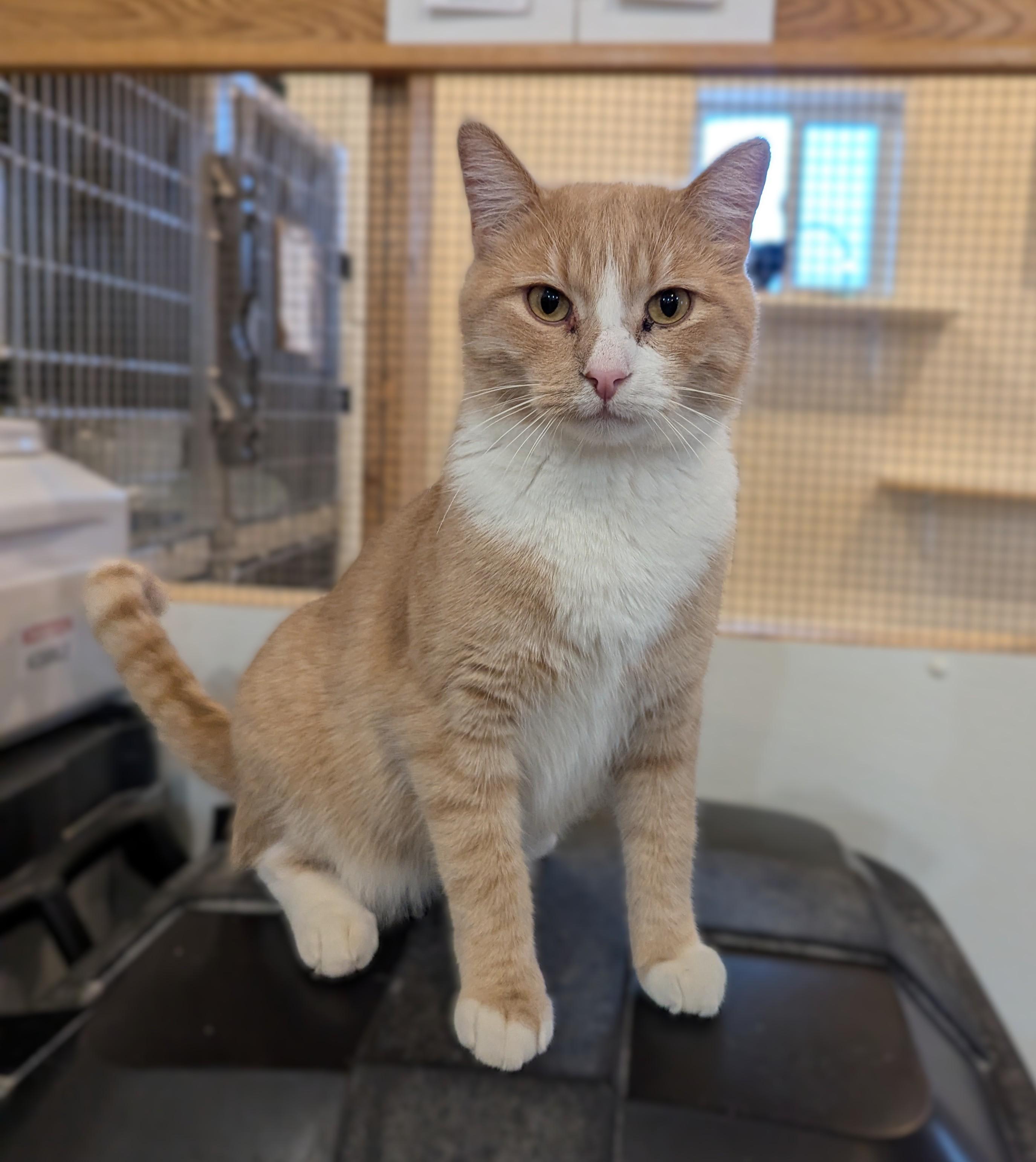 BUDDY, Adoptable, Adult Male Domestic Short Hair.