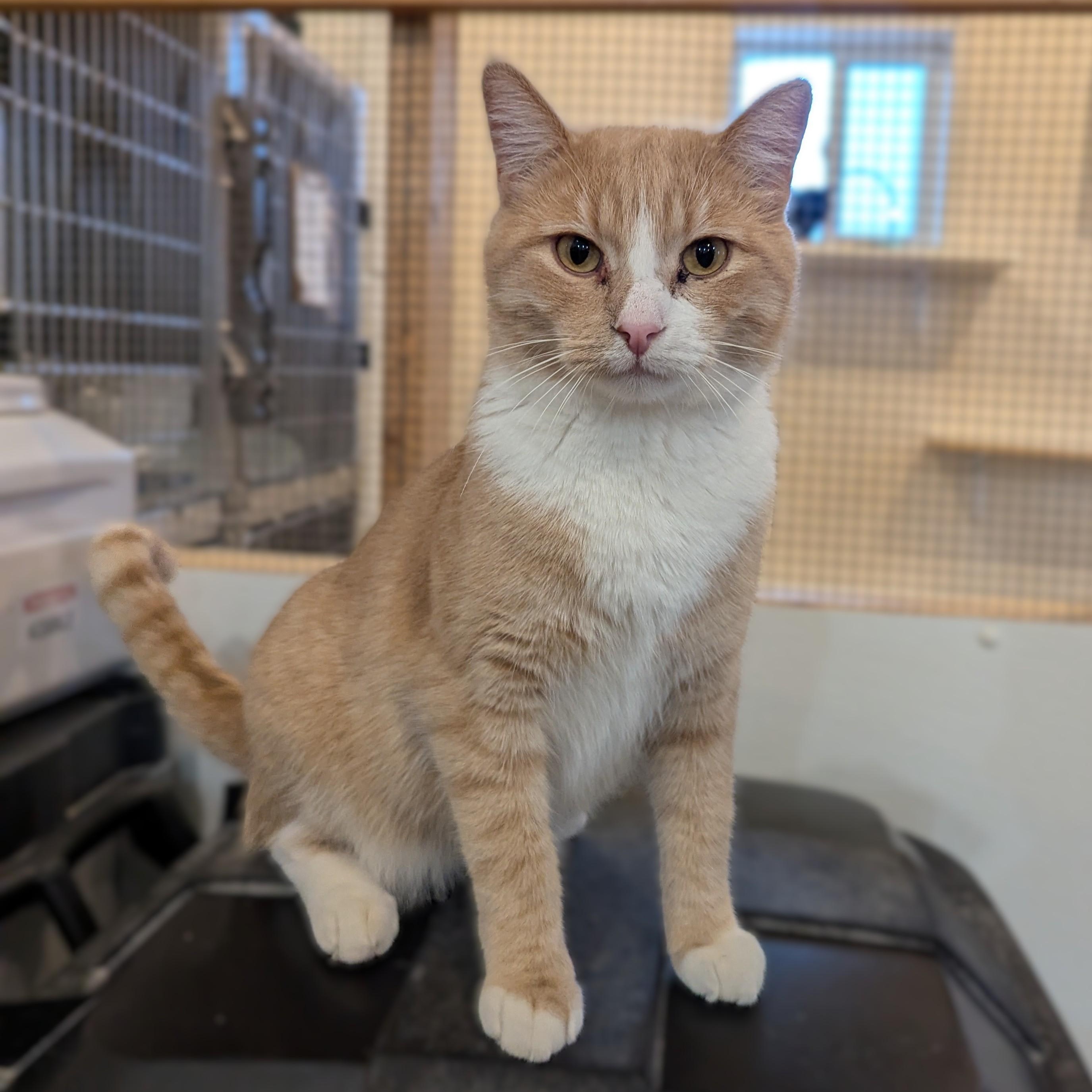 Enlarge BUDDY, a Adoptable Domestic Short Hair in La Crescent, MN image 2/6