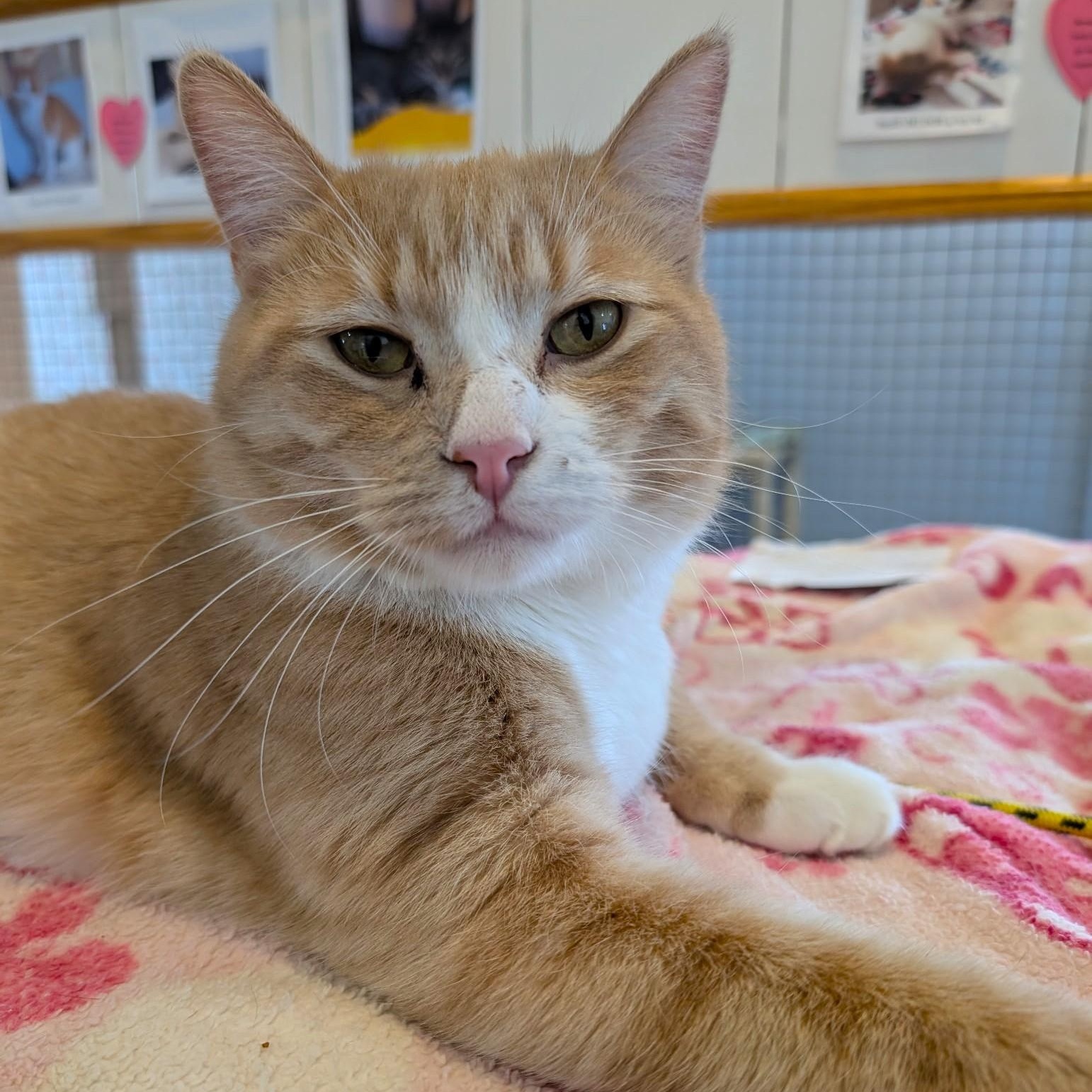 BUDDY, Adoptable, Adult Male Domestic Short Hair.