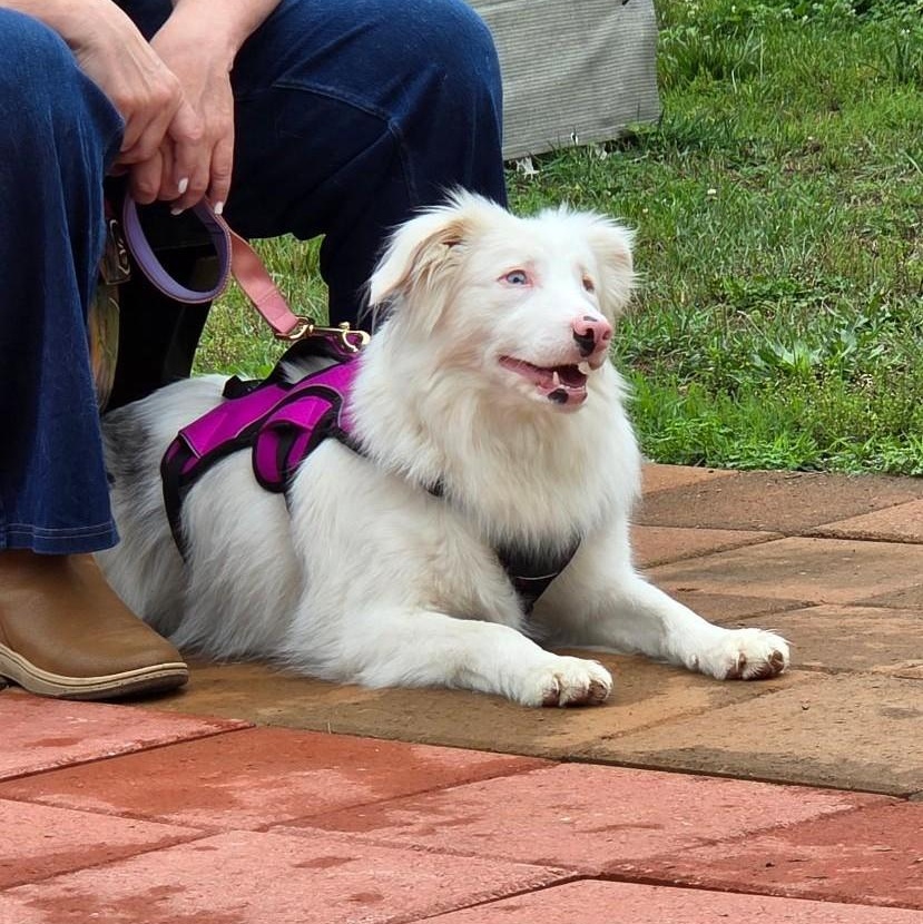 Emmie, a Adoptable Australian Shepherd in Alexandria, VA image 4/6