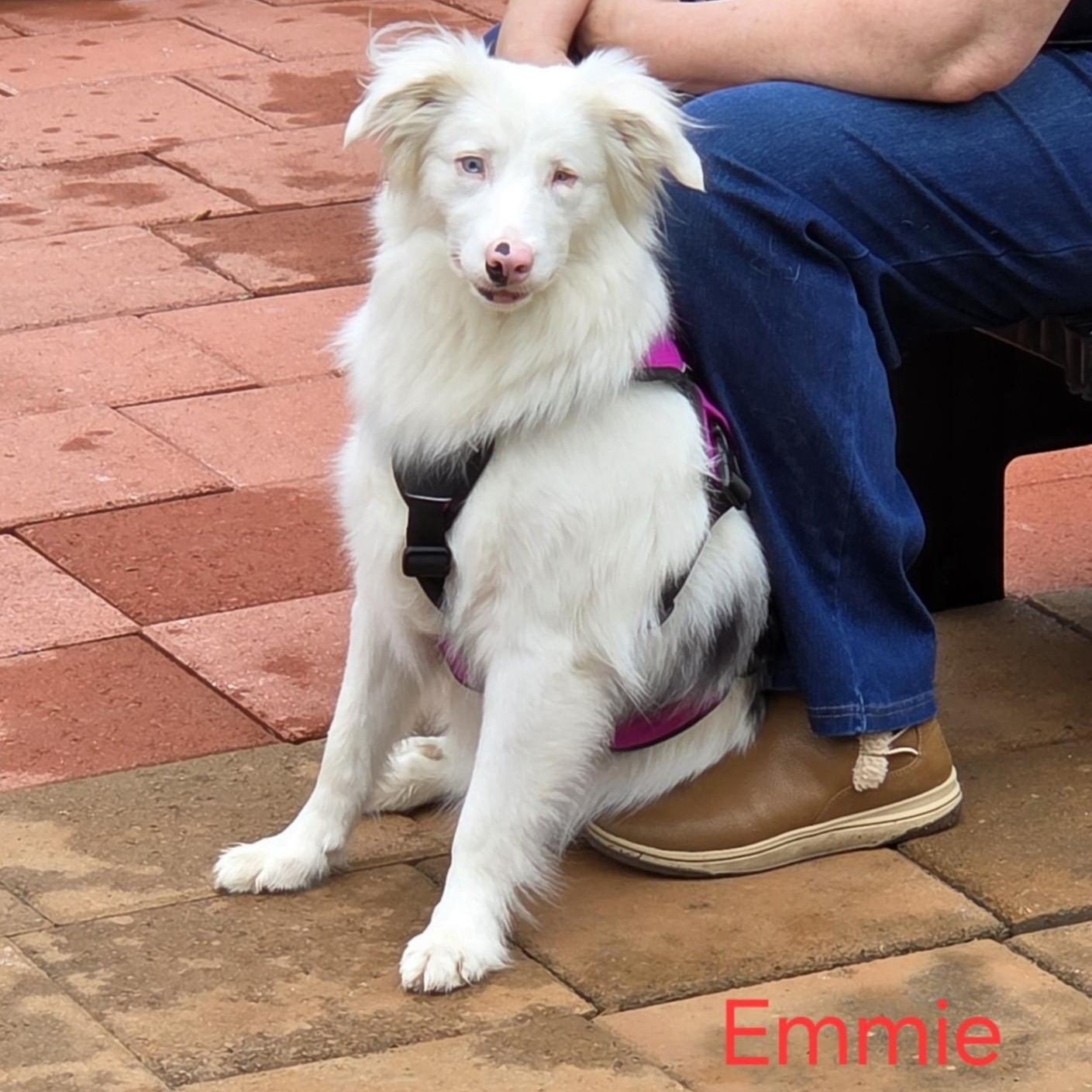 Emmie, a Adoptable Australian Shepherd in Alexandria, VA image 6/6