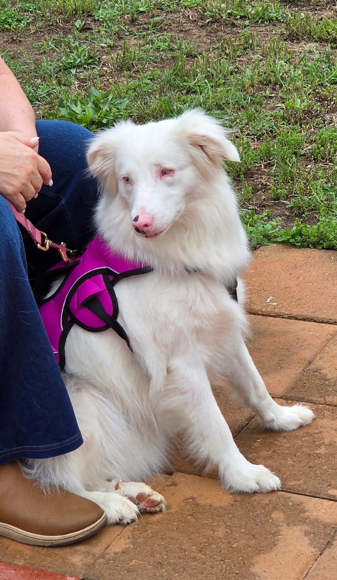 Emmie, Adoptable, Adult Female Australian Shepherd.