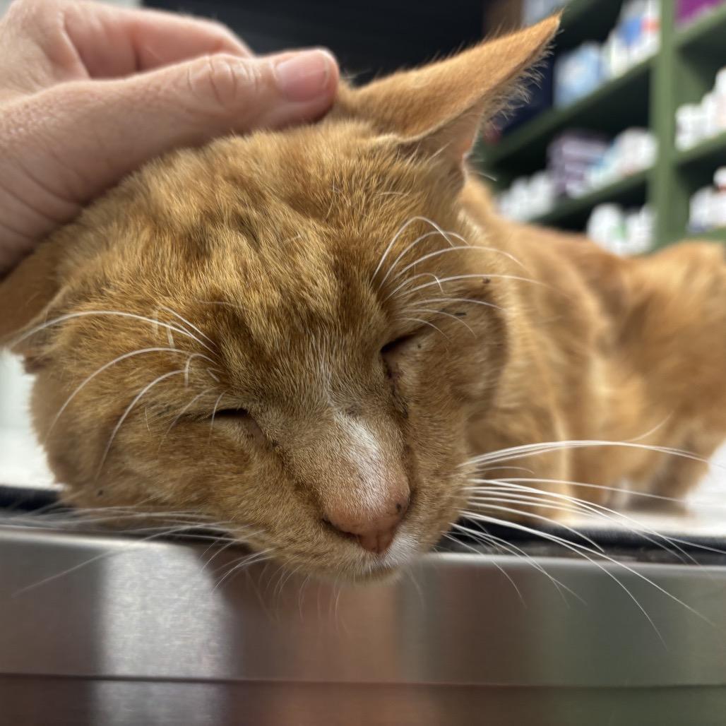 Enlarge Harvey, a Adoptable Domestic Short Hair in Garfield, AR image 1/1