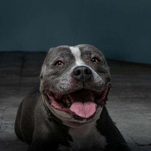 Lola, Adoptable, Adult Female American Staffordshire Terrier & Mixed Breed.