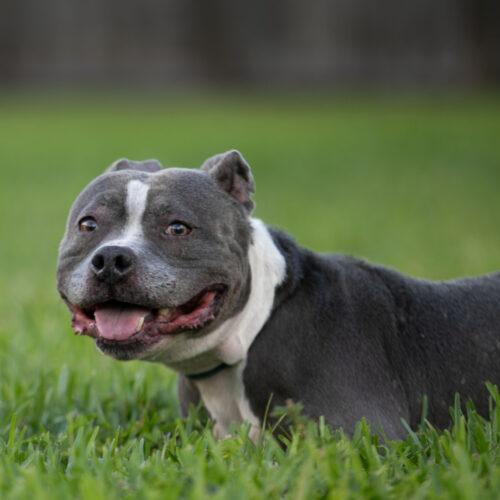 Enlarge Lola, a Adoptable mixed breed in Fort Lauderdale, FL image 3/5