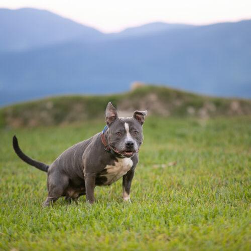 Enlarge Lola, a Adoptable mixed breed in Fort Lauderdale, FL image 4/5