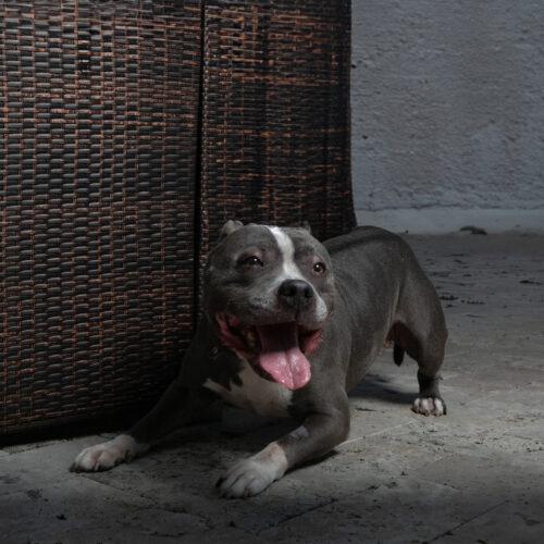 Enlarge Lola, a Adoptable mixed breed in Fort Lauderdale, FL image 5/5
