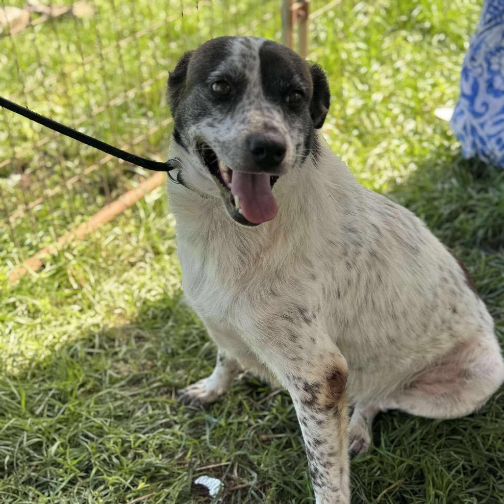 Miley, a Adoptable Australian Cattle Dog / Blue Heeler in Aulac , NB image 1/4