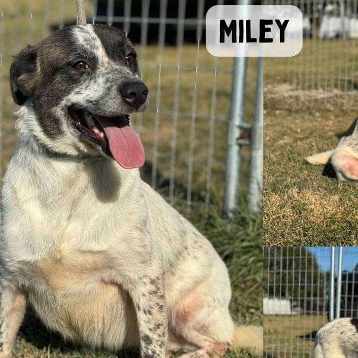 Miley, a Adoptable Australian Cattle Dog / Blue Heeler in Aulac , NB image 3/4