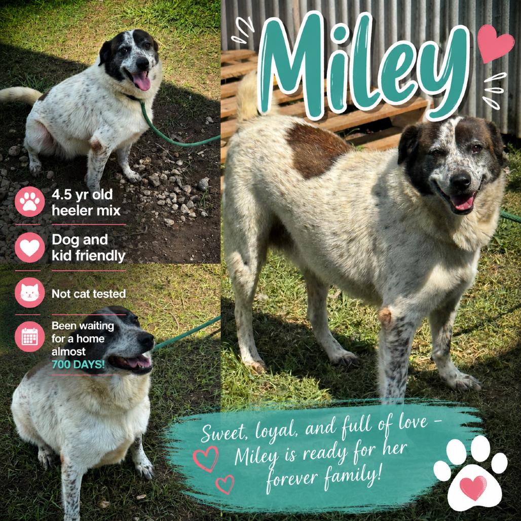 Miley, a Adoptable Australian Cattle Dog / Blue Heeler in Aulac , NB image 2/4