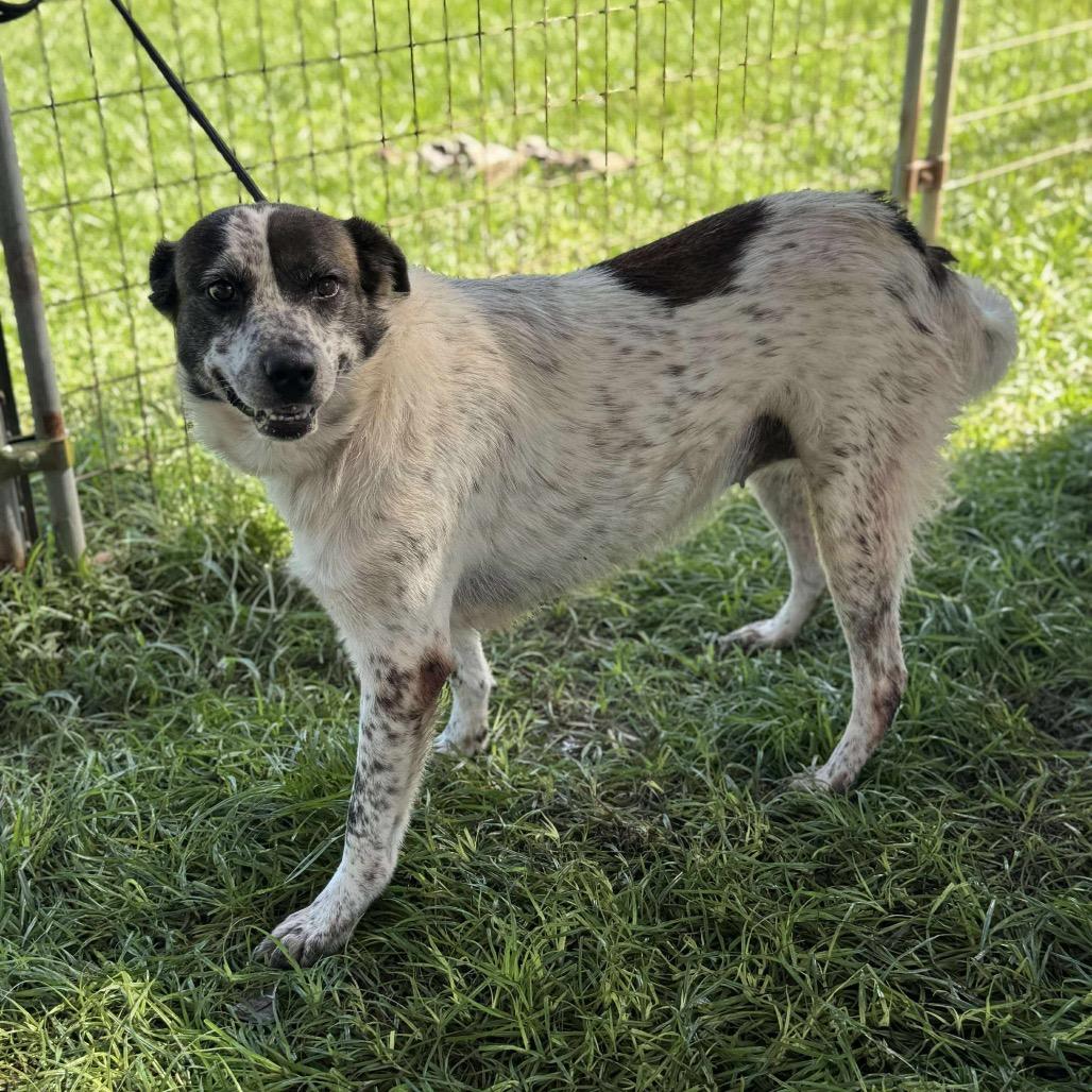 Miley, a Adoptable Australian Cattle Dog / Blue Heeler in Aulac , NB image 4/4