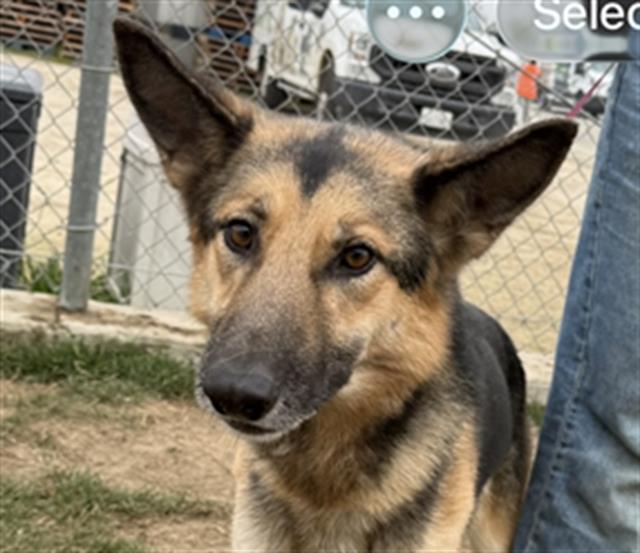 Enlarge Nekhet -- URGENT! LONGTIME RESIDENT!, an adoptable German Shepherd Dog in Thousand Oaks, CA image 1/2