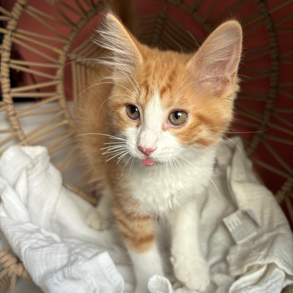 Enlarge Declan, a Adoptable Domestic Medium Hair in Lexington, KY image 1/6