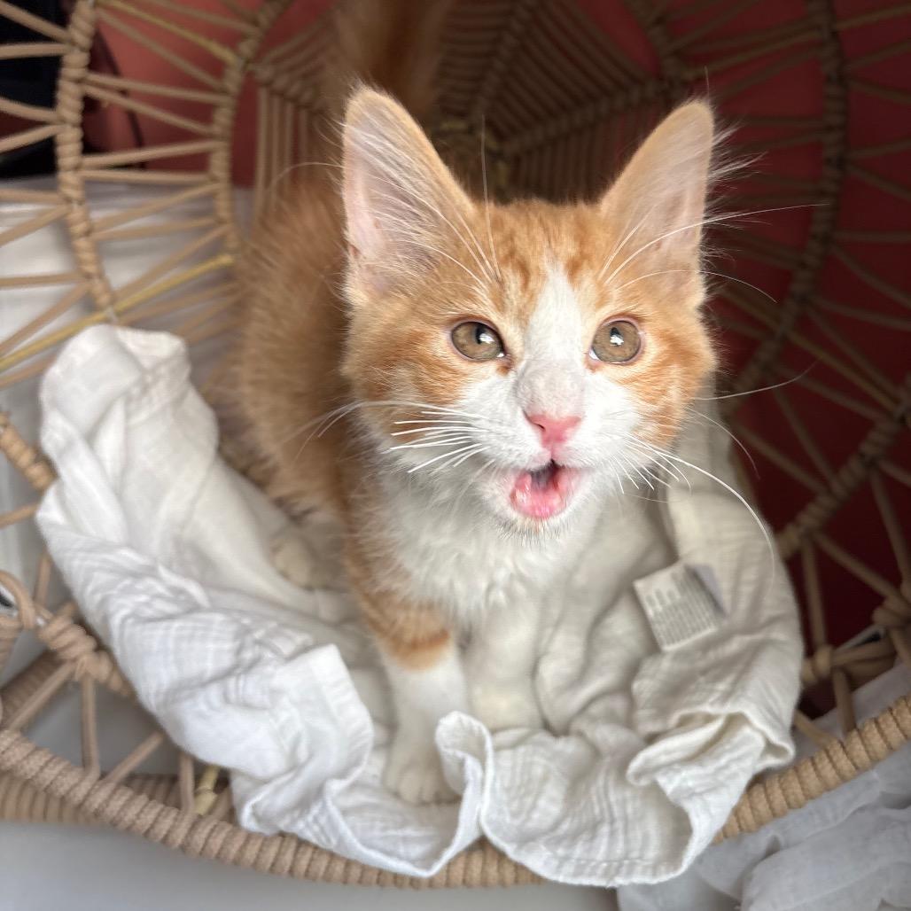 Enlarge Declan, a Adoptable Domestic Medium Hair in Lexington, KY image 2/6