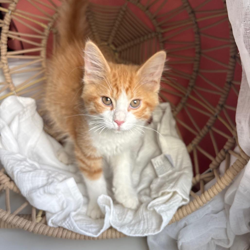 Enlarge Declan, a Adoptable Domestic Medium Hair in Lexington, KY image 3/6