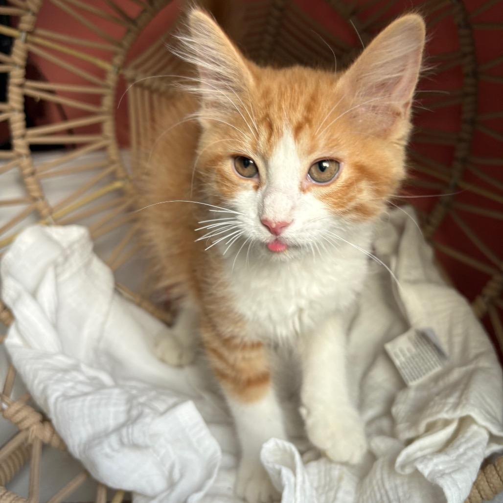 Enlarge Declan, a Adoptable Domestic Medium Hair in Lexington, KY image 4/6