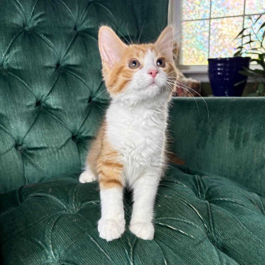 Enlarge Declan, a Adoptable Domestic Medium Hair in Lexington, KY image 5/6