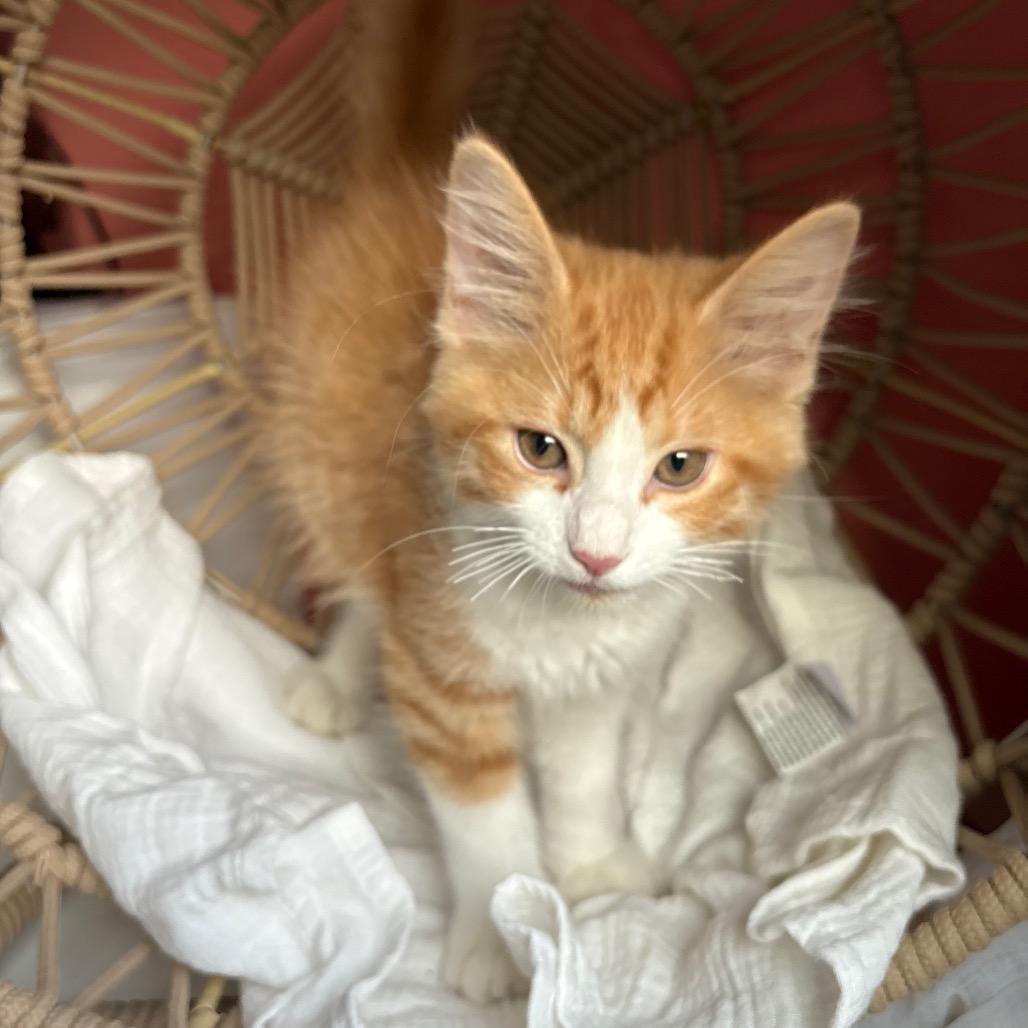 Enlarge Declan, a Adoptable Domestic Medium Hair in Lexington, KY image 6/6