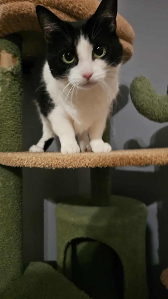 Enlarge Jetta, a Adoptable Domestic Short Hair in Springdale, PA image 1/6