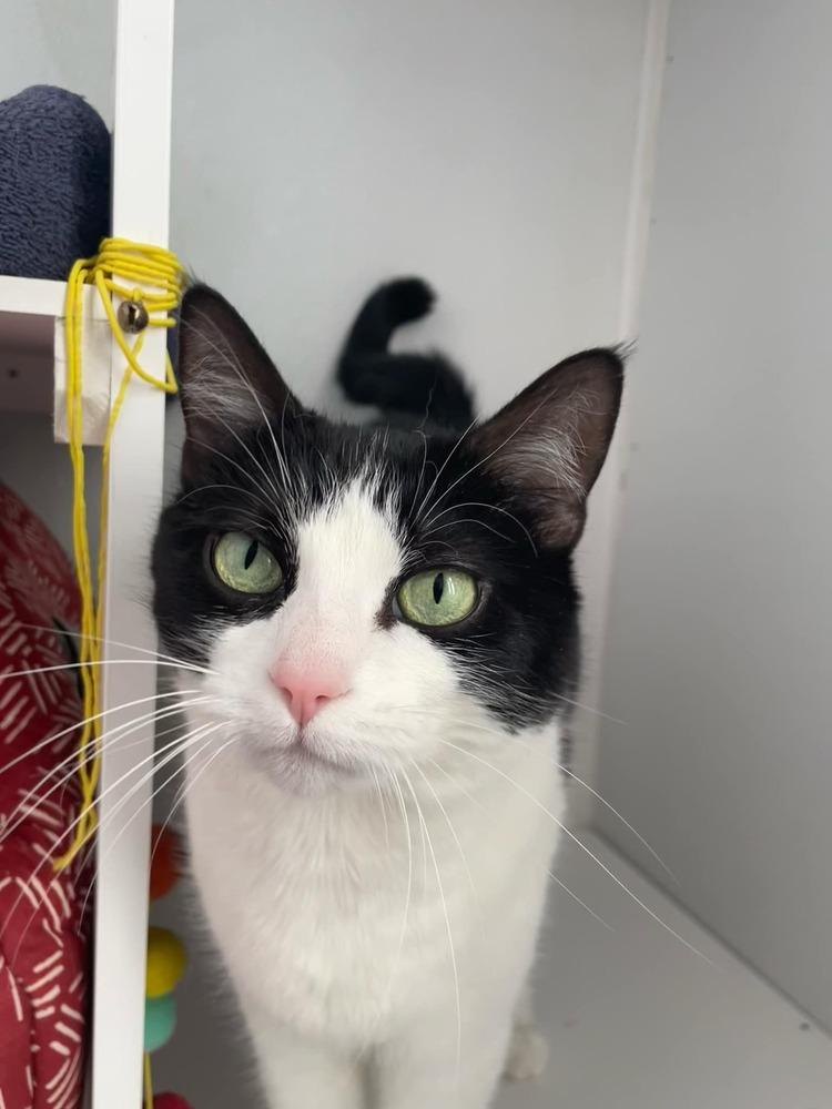 Enlarge Jetta, a Adoptable Domestic Short Hair in Springdale, PA image 2/6