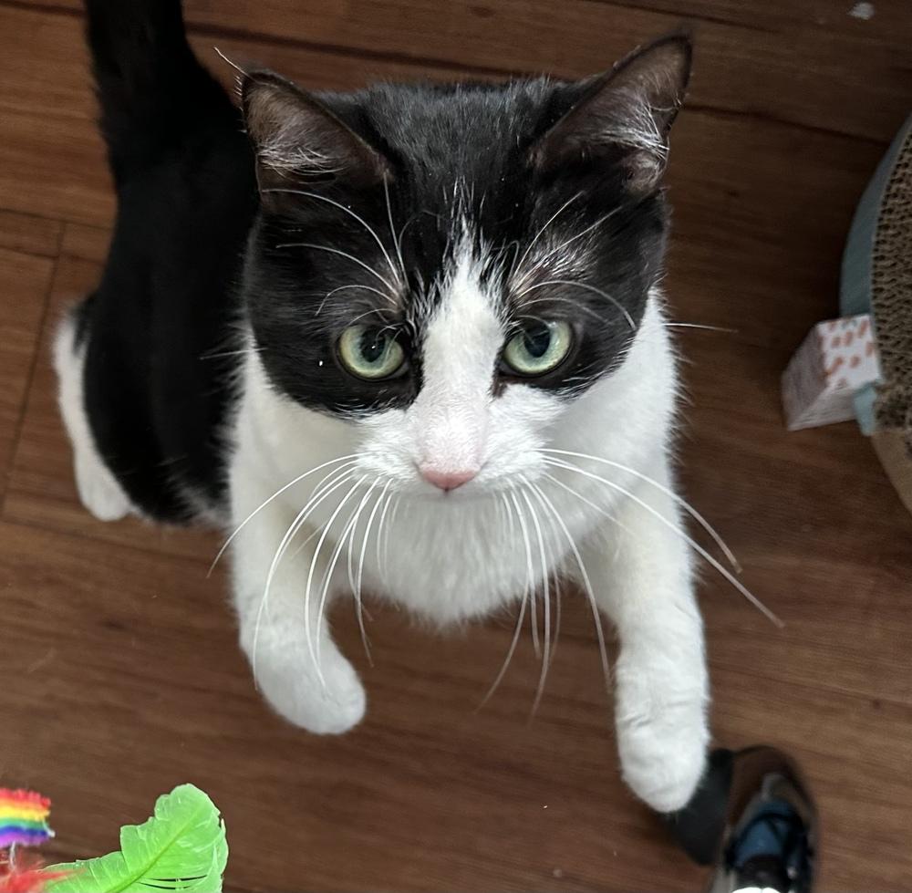 Enlarge Jetta, a Adoptable Domestic Short Hair in Springdale, PA image 3/6